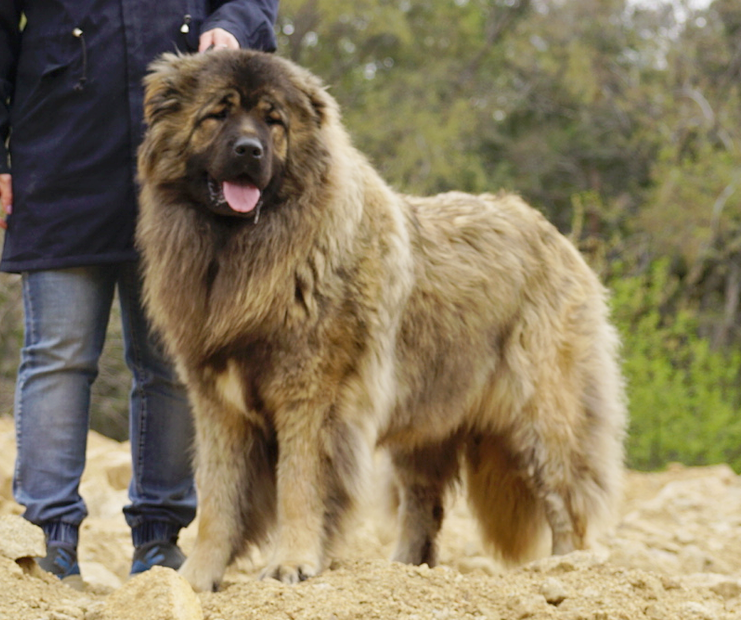 СЕРЫЙ СТРАЖ АРИША - 11 месяцев 