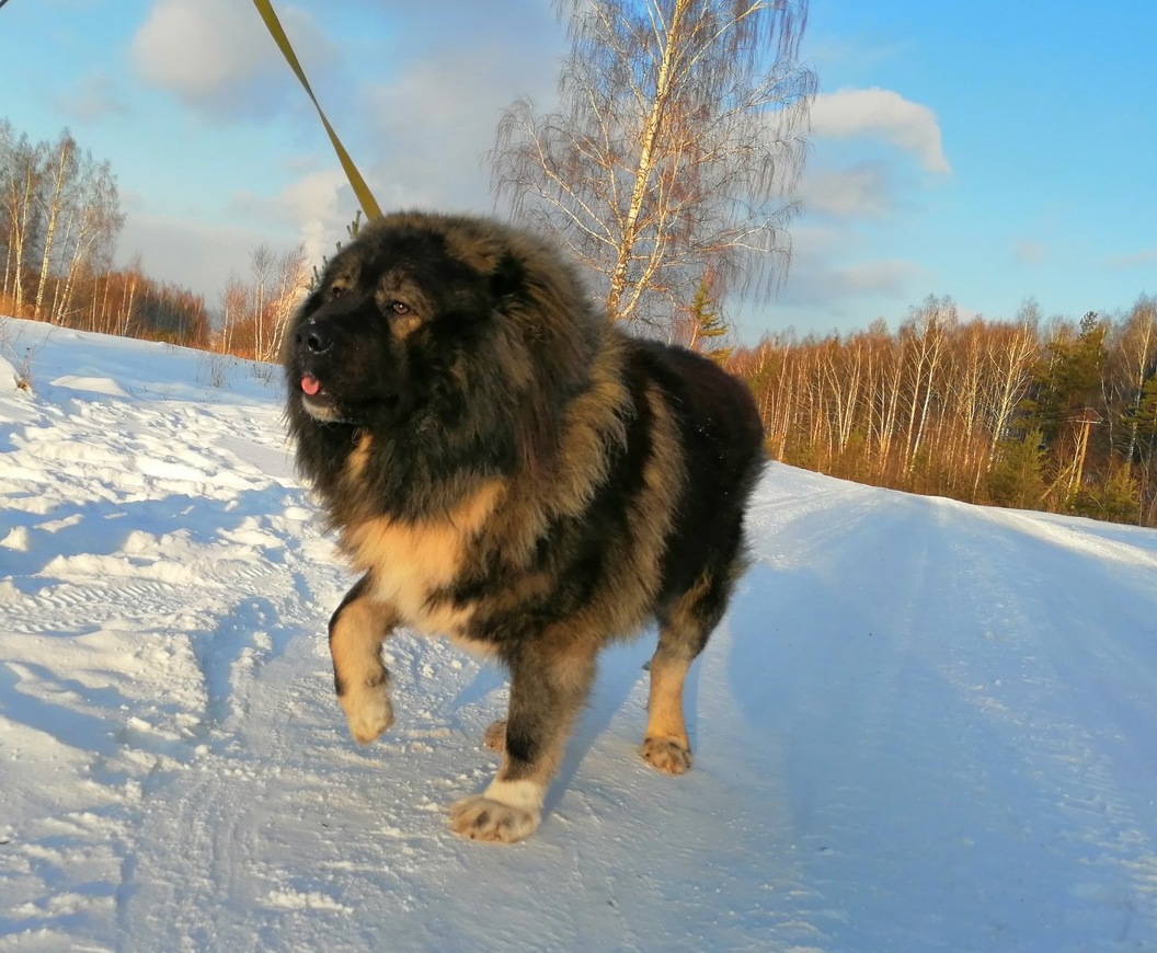 О ПОРОДЕ /KAVKAZSKAJA_OVCHARKA/ 