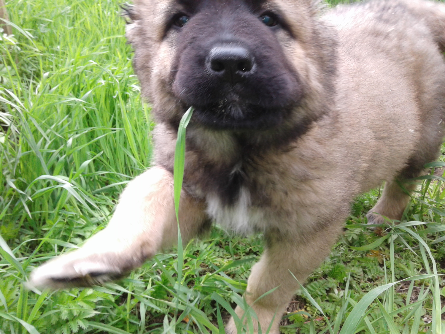 АЭЛИТА - возраст 2 года 