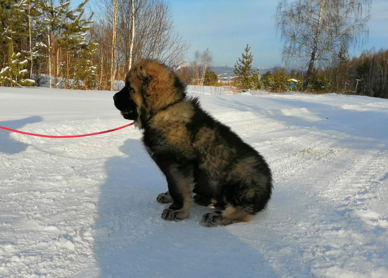 ВЗРОСЛЕНИЕ КАВКАЗСКОЙ ОВЧАРКИ 