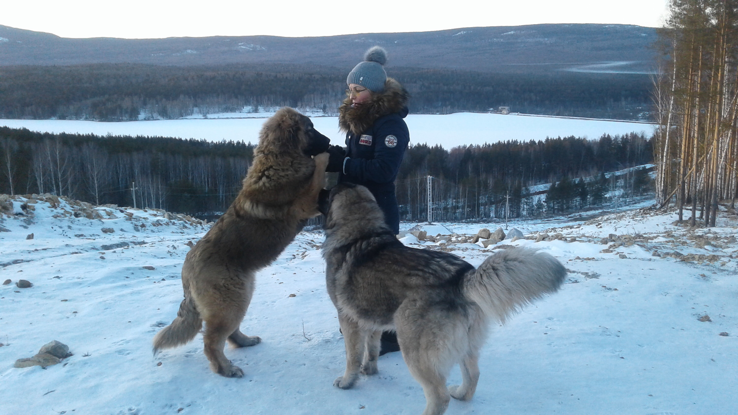 СЕРЫЙ СТРАЖ АРИША - 4 мес. и ЦАРСКОГО РОДА ЕЛИЗАВЕТА 2 АЙМАКО - 7 мес.