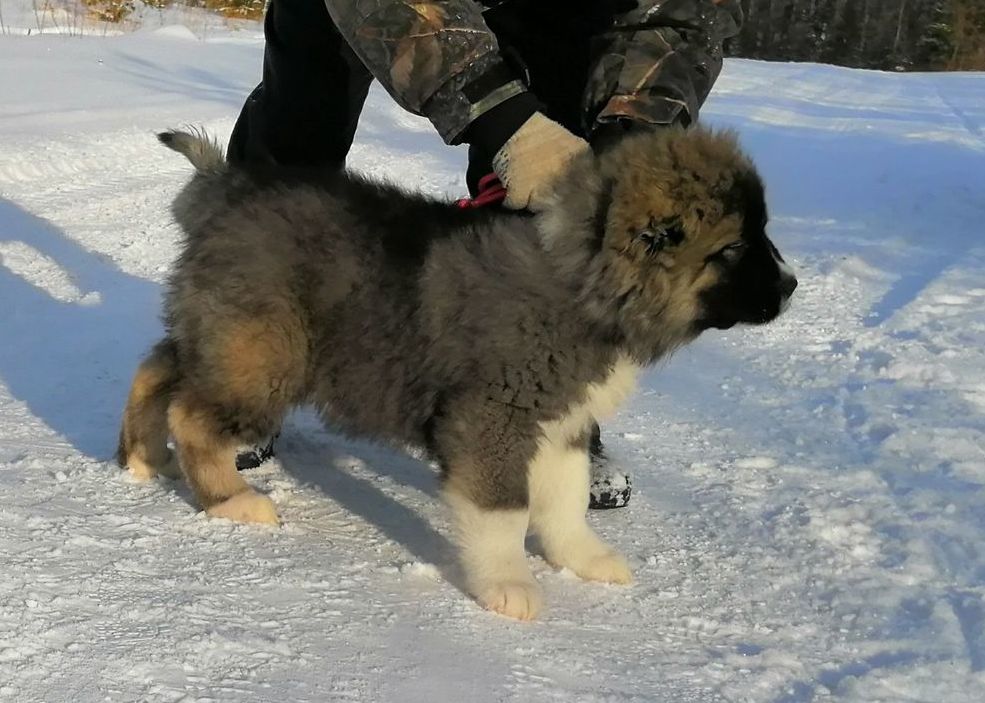 ВОСПИТАНИЕ ЩЕНКА 